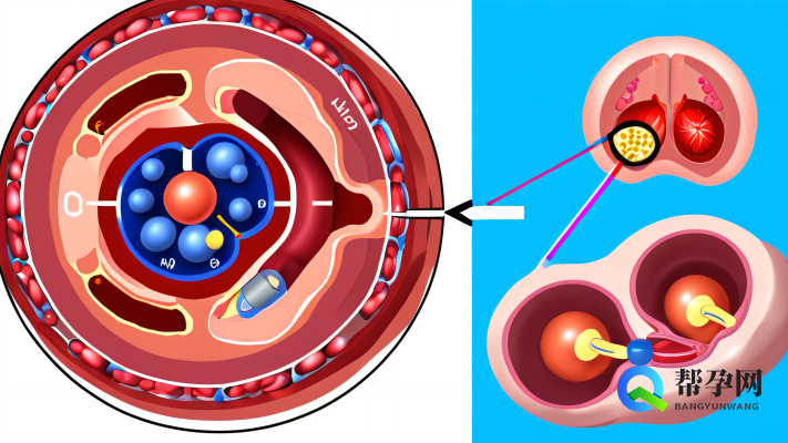 多囊怀不上孩子怎么办？科学应对多囊卵巢综合征不孕问题
